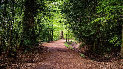 A woodland path leads through Morgaston Woods.